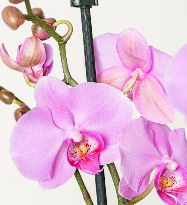 Jasnoróżowy orchidea