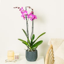 темно-розовый орхидея related pic