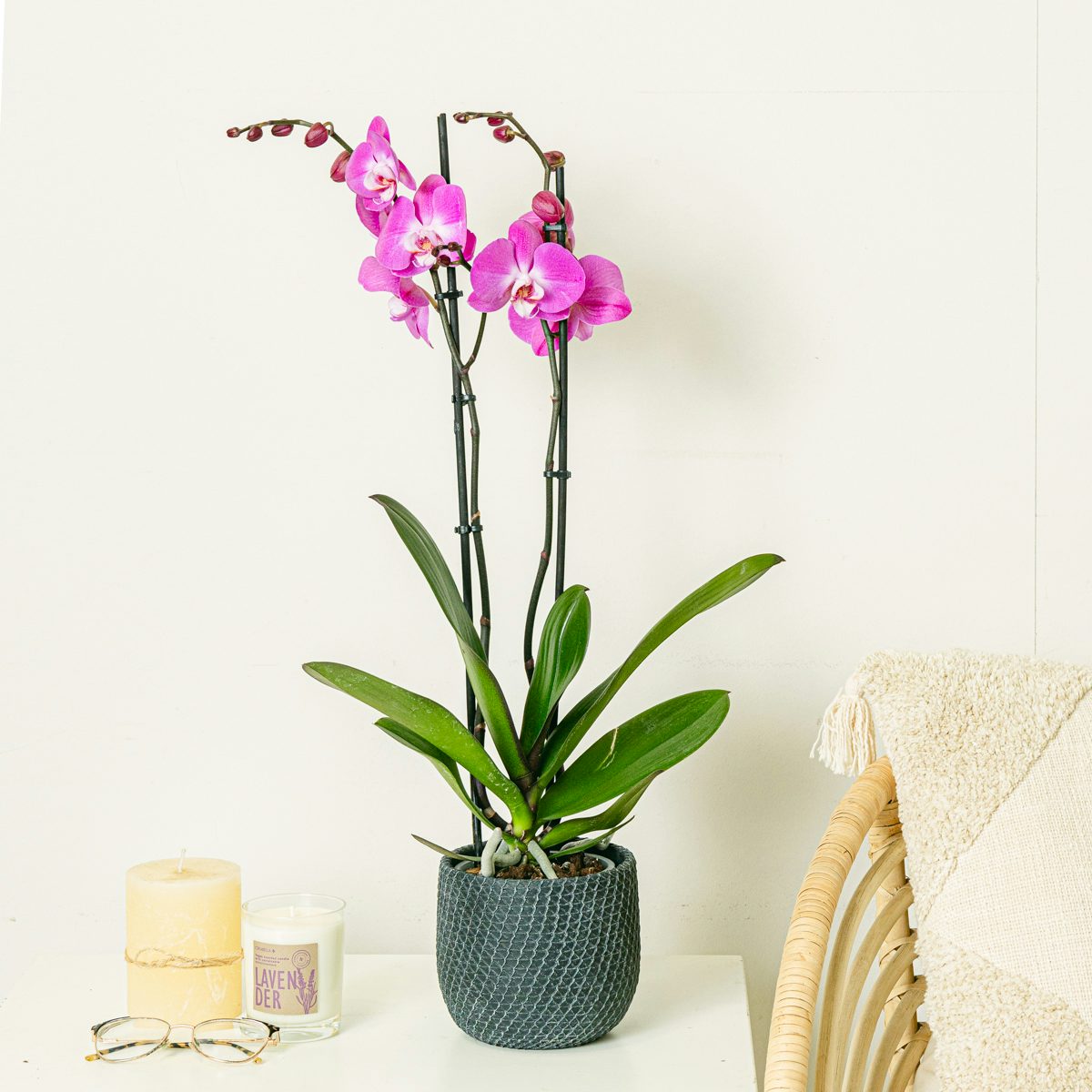 Dark Pink Orchid