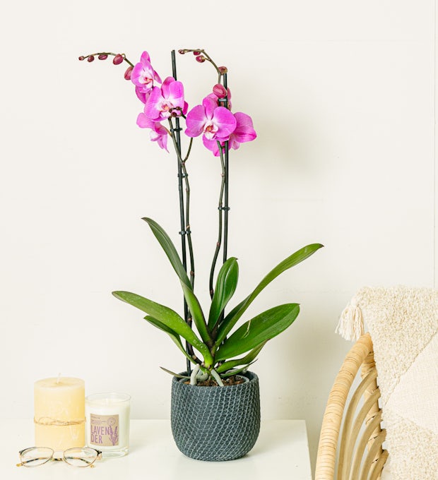 темно-розовый орхидея
