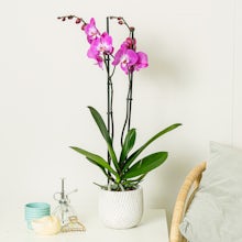 темно-розовый орхидея