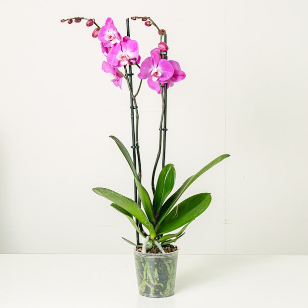ciemno różowy orchidea