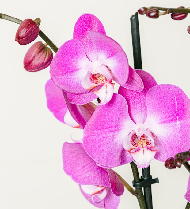 Orchidea rosa scuro