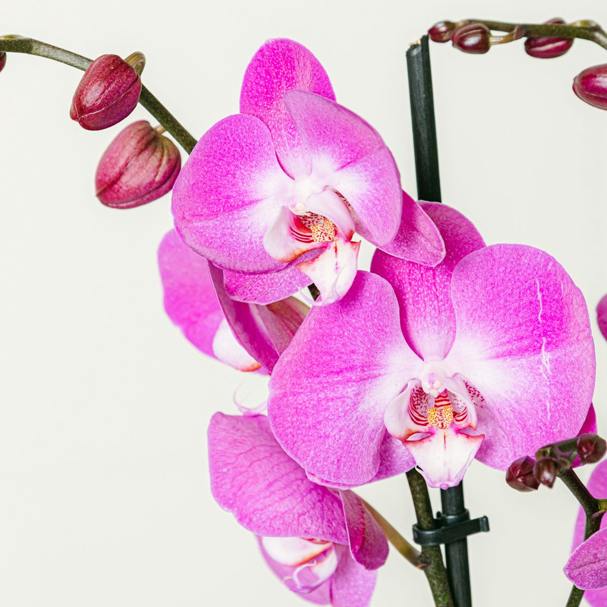 Dunkelpink Orchidee