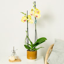 желтый орхидея related pic