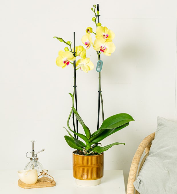 желтый орхидея