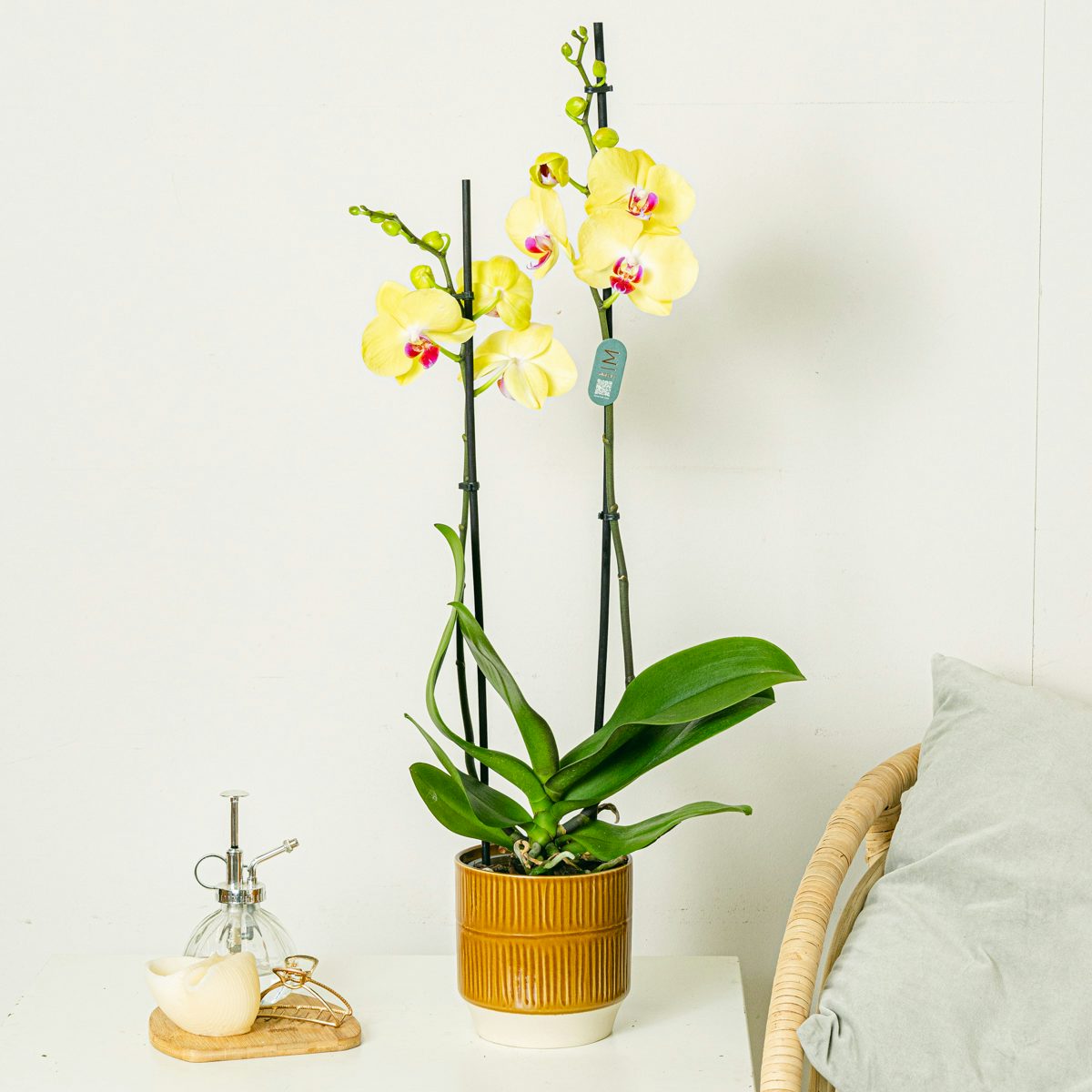 желтый орхидея