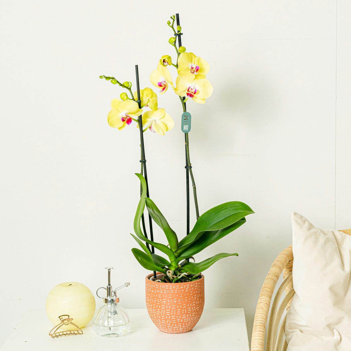 Gelb Orchidee