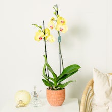 Gelb Orchidee