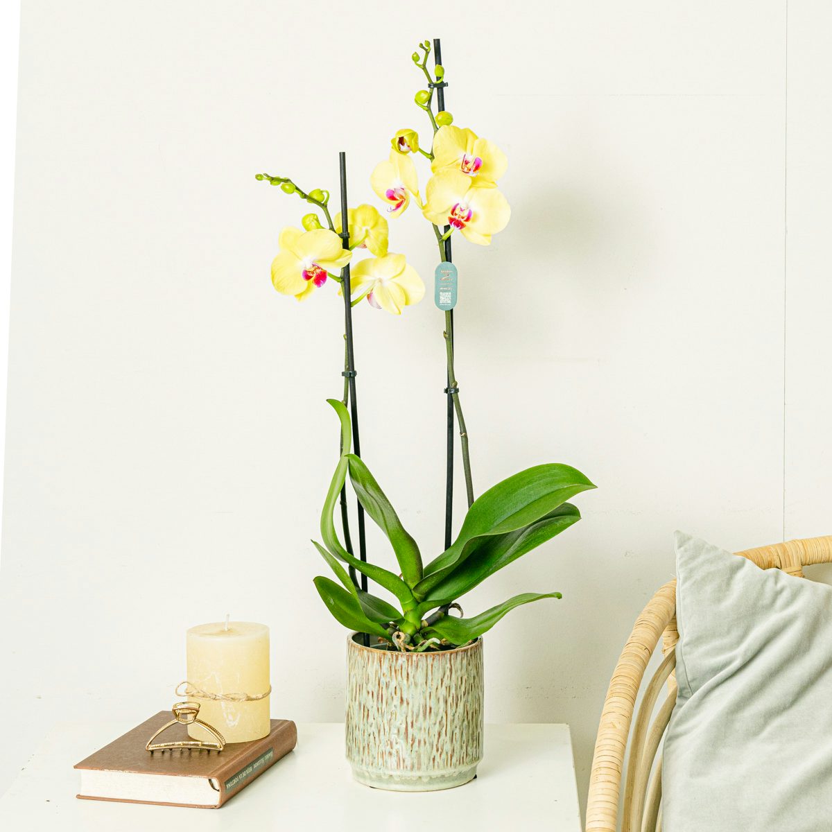 Orquídea Amarilla