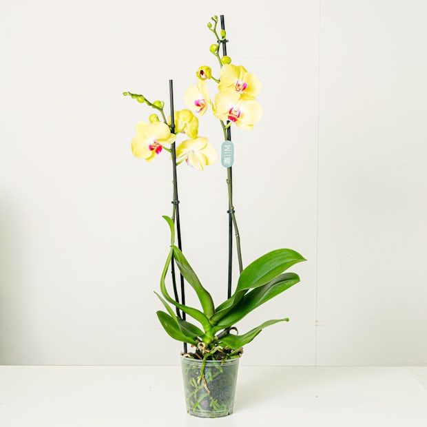 Orchidea giallo