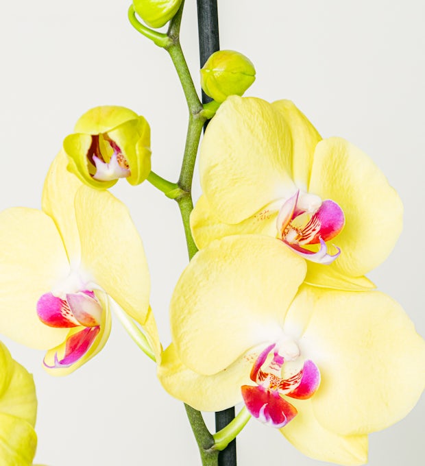 żółty orchidea