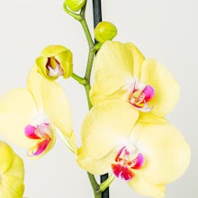 żółty orchidea