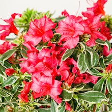 Rhododendron de Bollywood