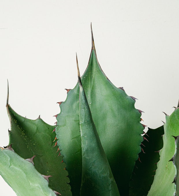 Agave Ferox