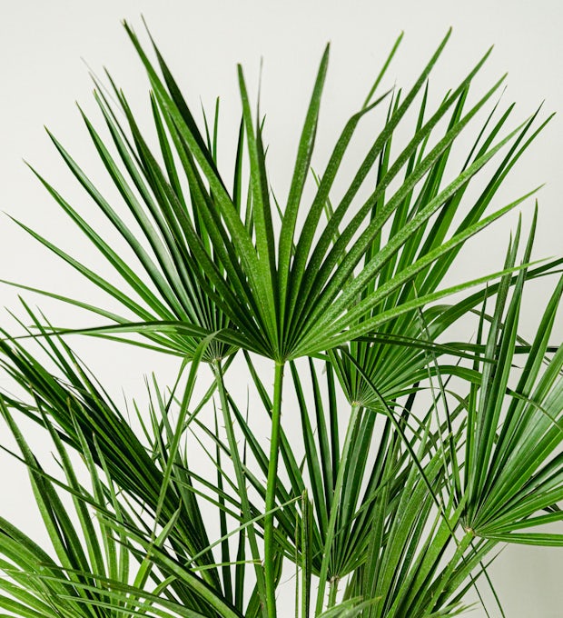 Chamaerops humilis