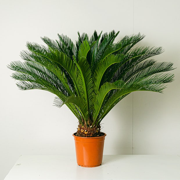 Cycas Revoluta - 100 cm
