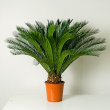 Cycas Revoluta - 100 cm related pic