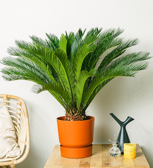 Cycas Revoluta - 40 cm