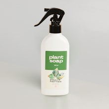 Plant soap related pic