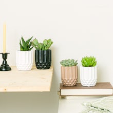 Honeycomb Set 4 planter