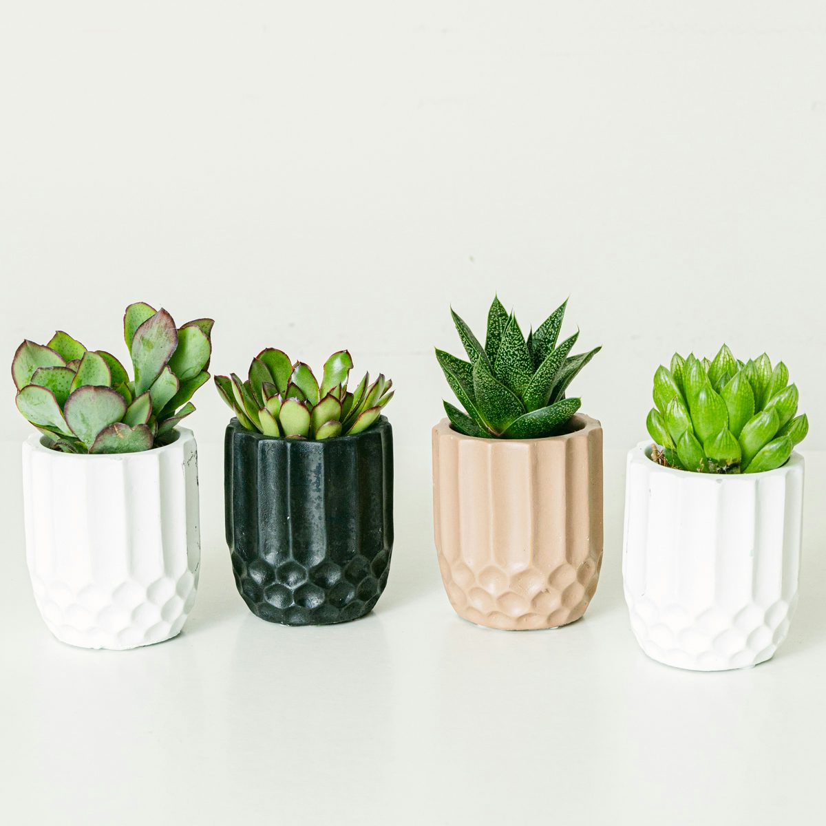 Honingraat Set 4 planten