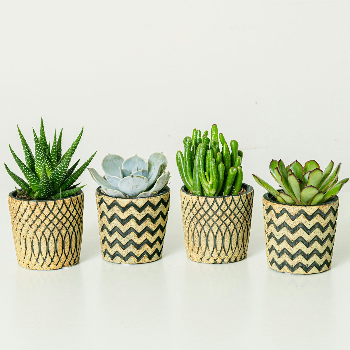 Set Boho 4 plantas