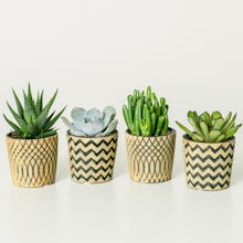 Sæt Boho 4 planter