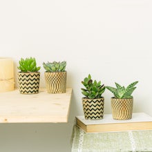 Set Boho 4 plantes