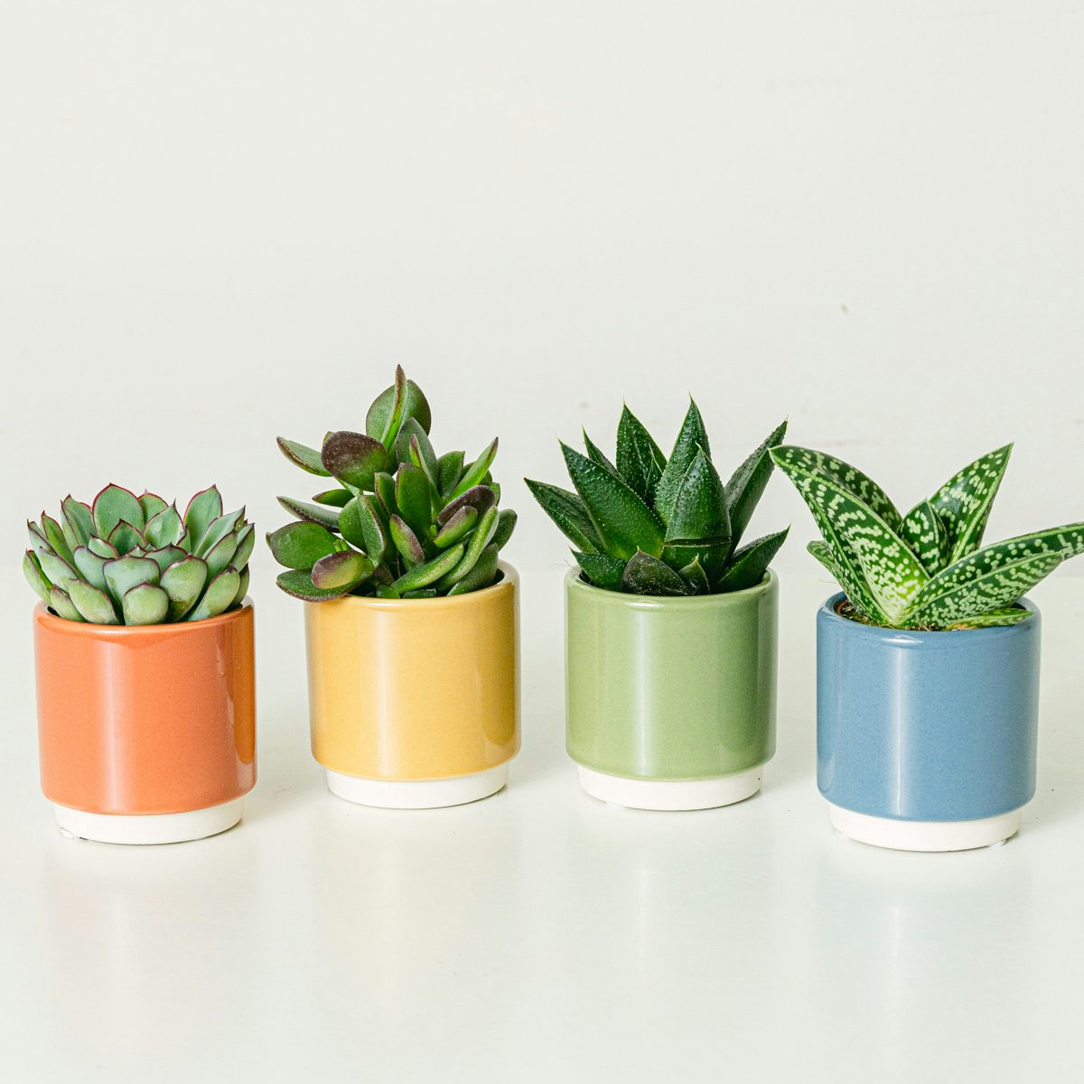 Conjunto de 4 plantas Rainbow