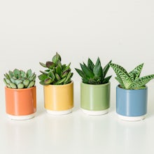 Sæt Rainbow 4 planter