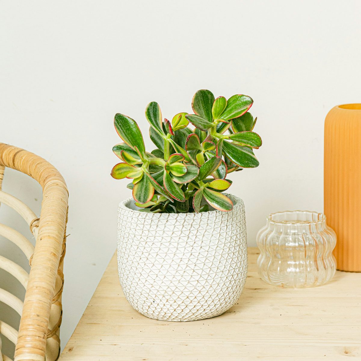 Crassula Bowl