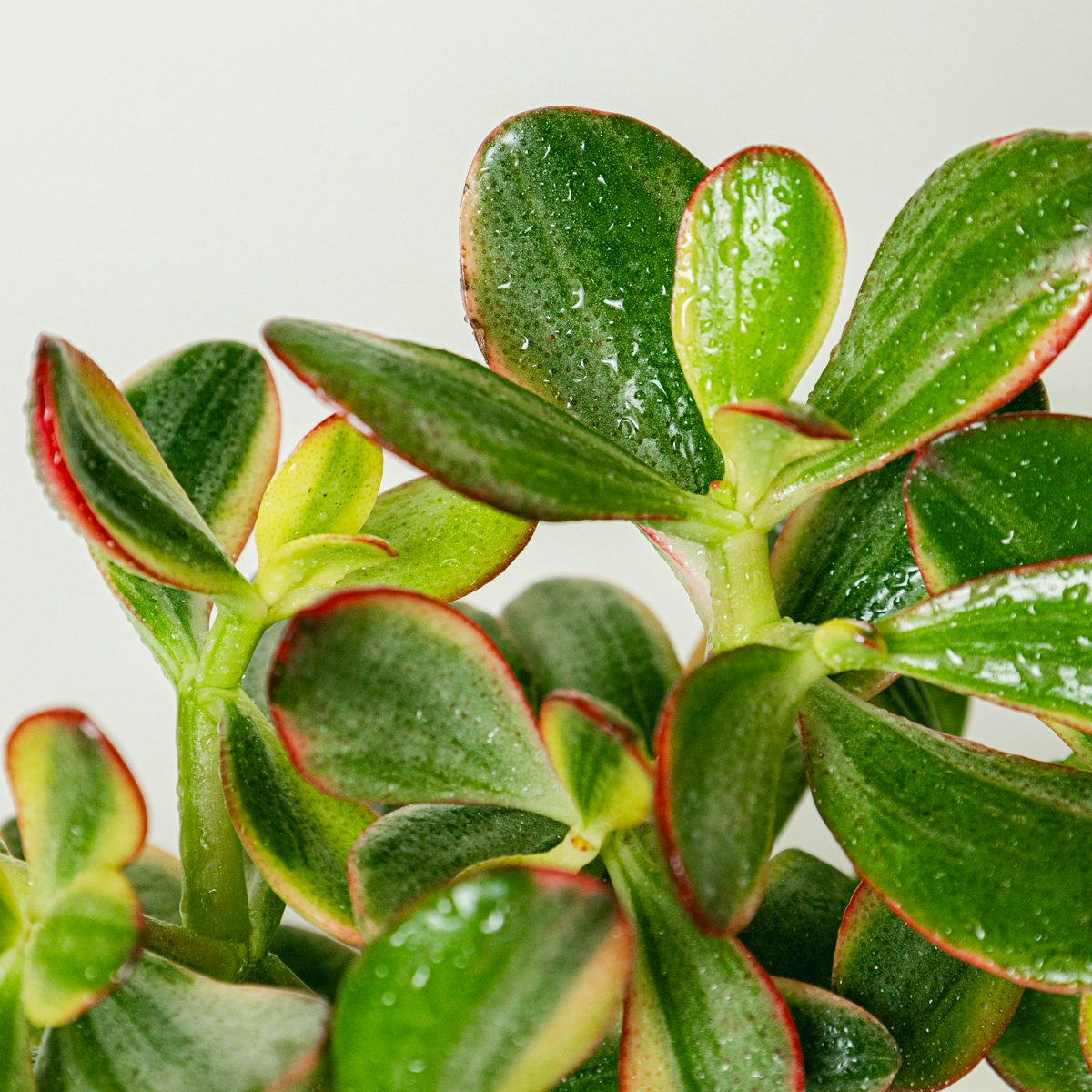 Crassula Bowl