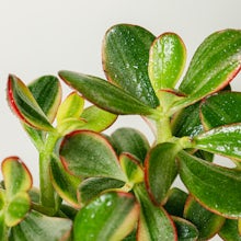 Bol en crassula