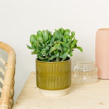 Crassula Arborescens Curly Green