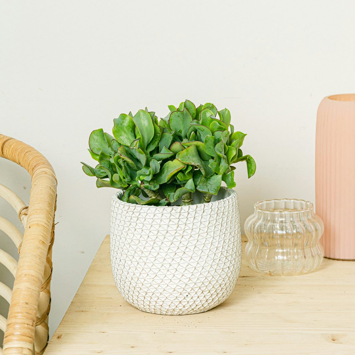 Crassula arborescens Curly green