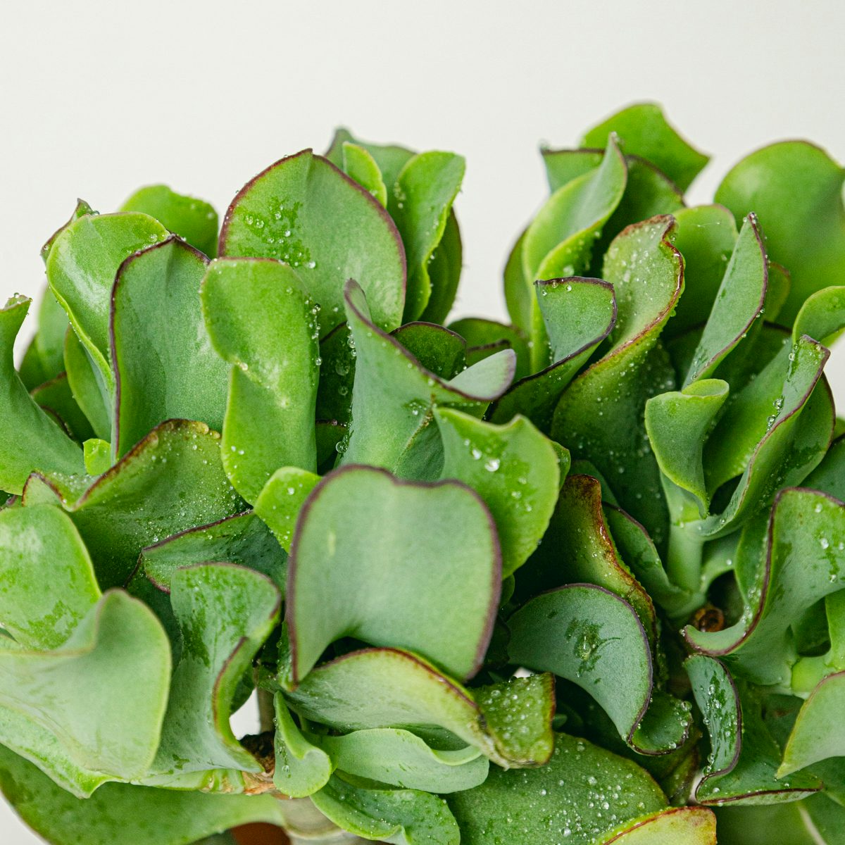 Crassula arborescens Curly green