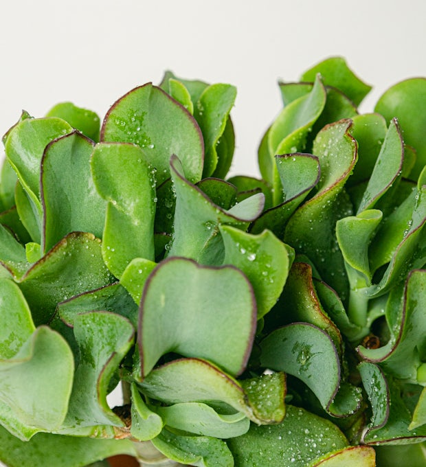 Crassula arborescens Krulgroen