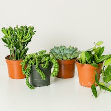 Eden Set 4 Plantes