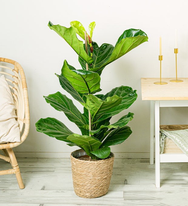 Fiddle Leaf Fig Tree - listnatý strom