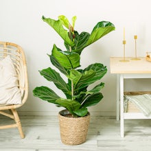 Fiddle Leaf Fig Tree related pic