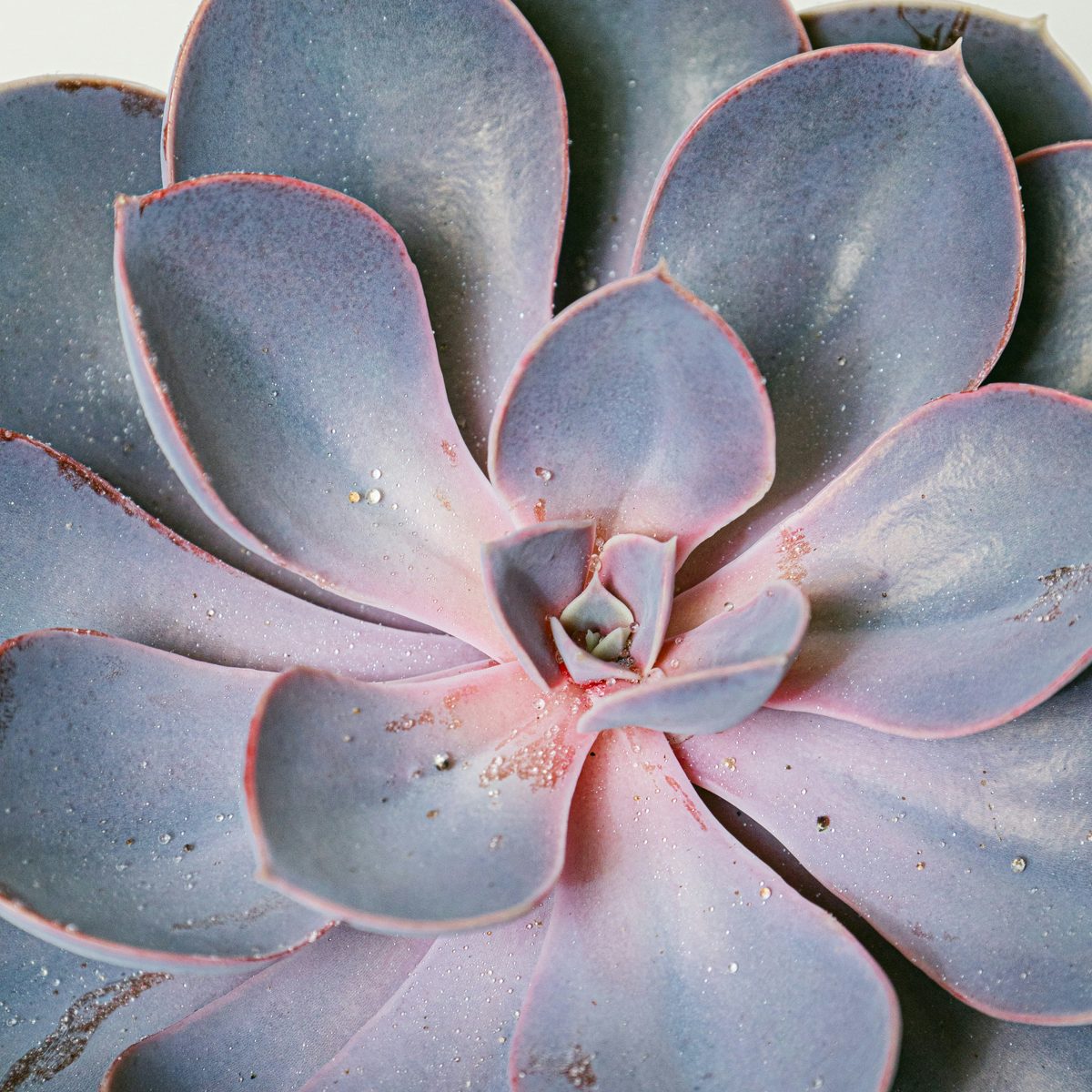 Satz Echeveria Purple Pearl