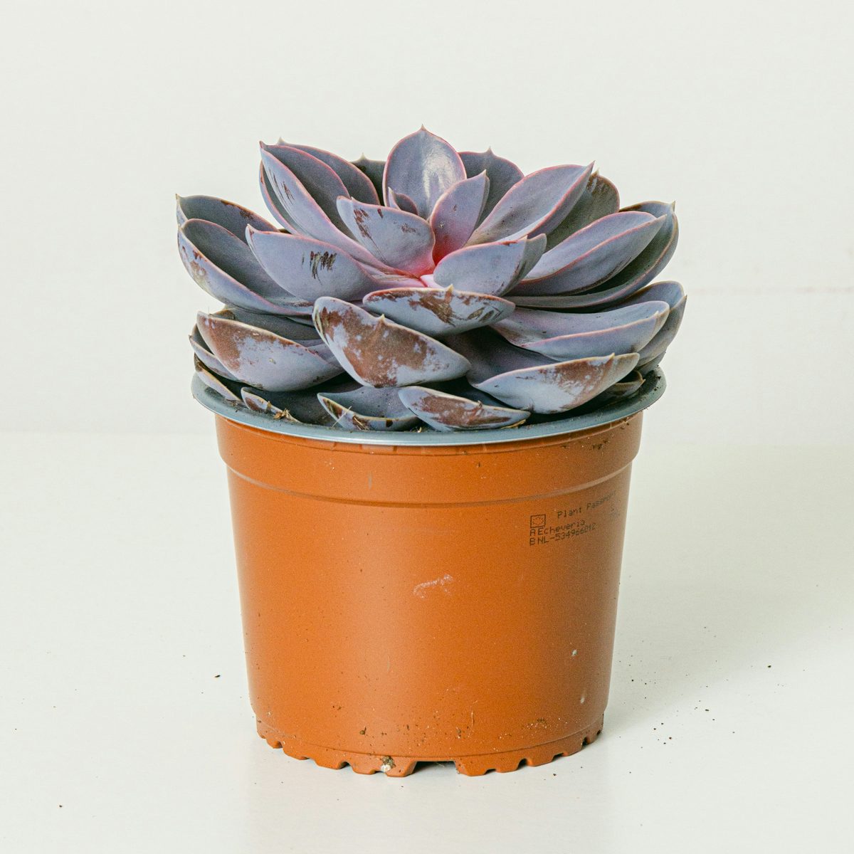 Satz Echeveria Purple Pearl