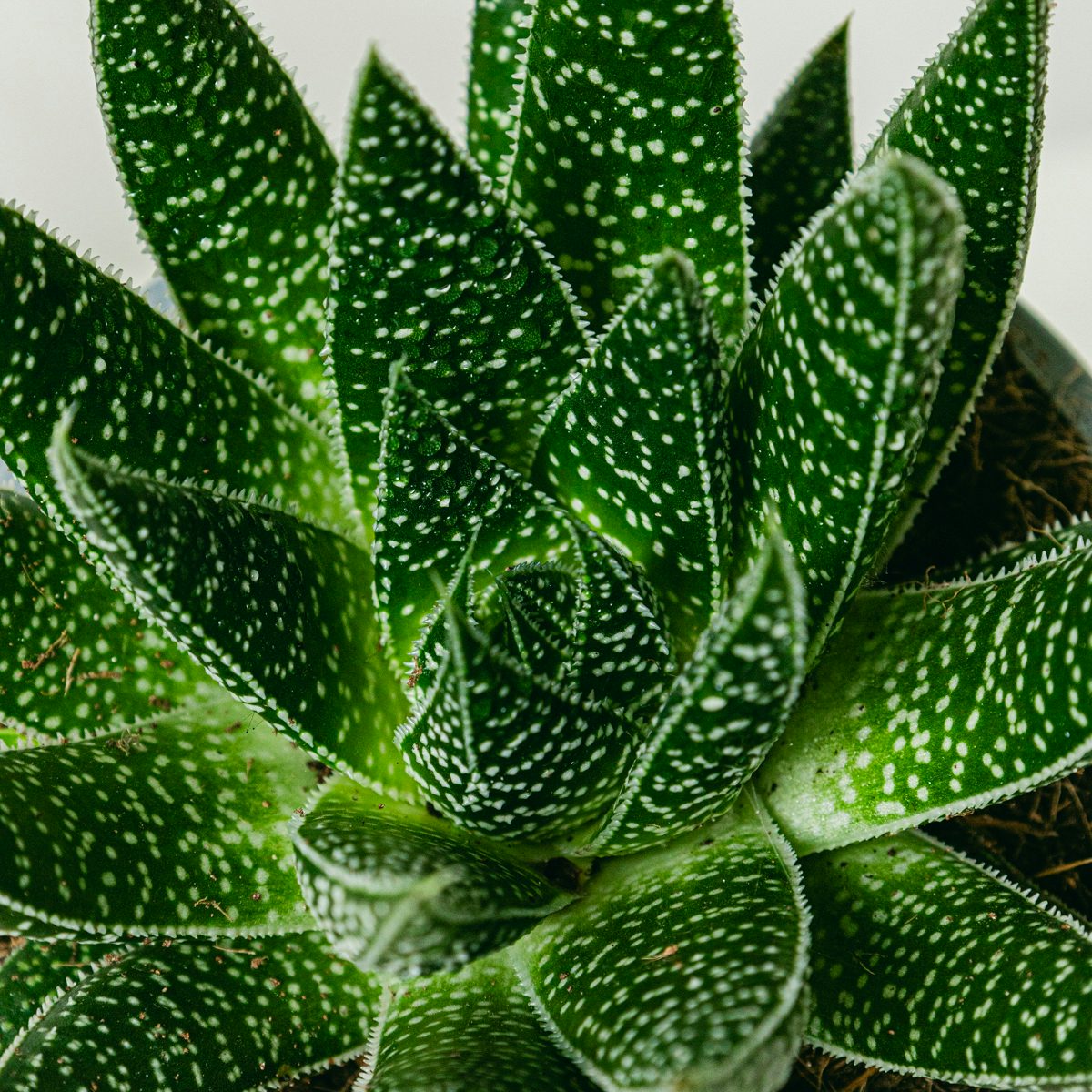 Definir o fluxo de Gasteria