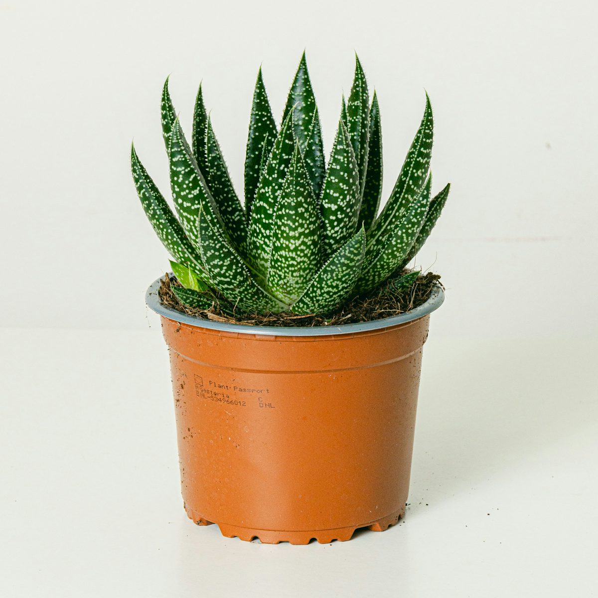 Gasteria Flow einstellen