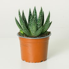 Definir o fluxo de Gasteria