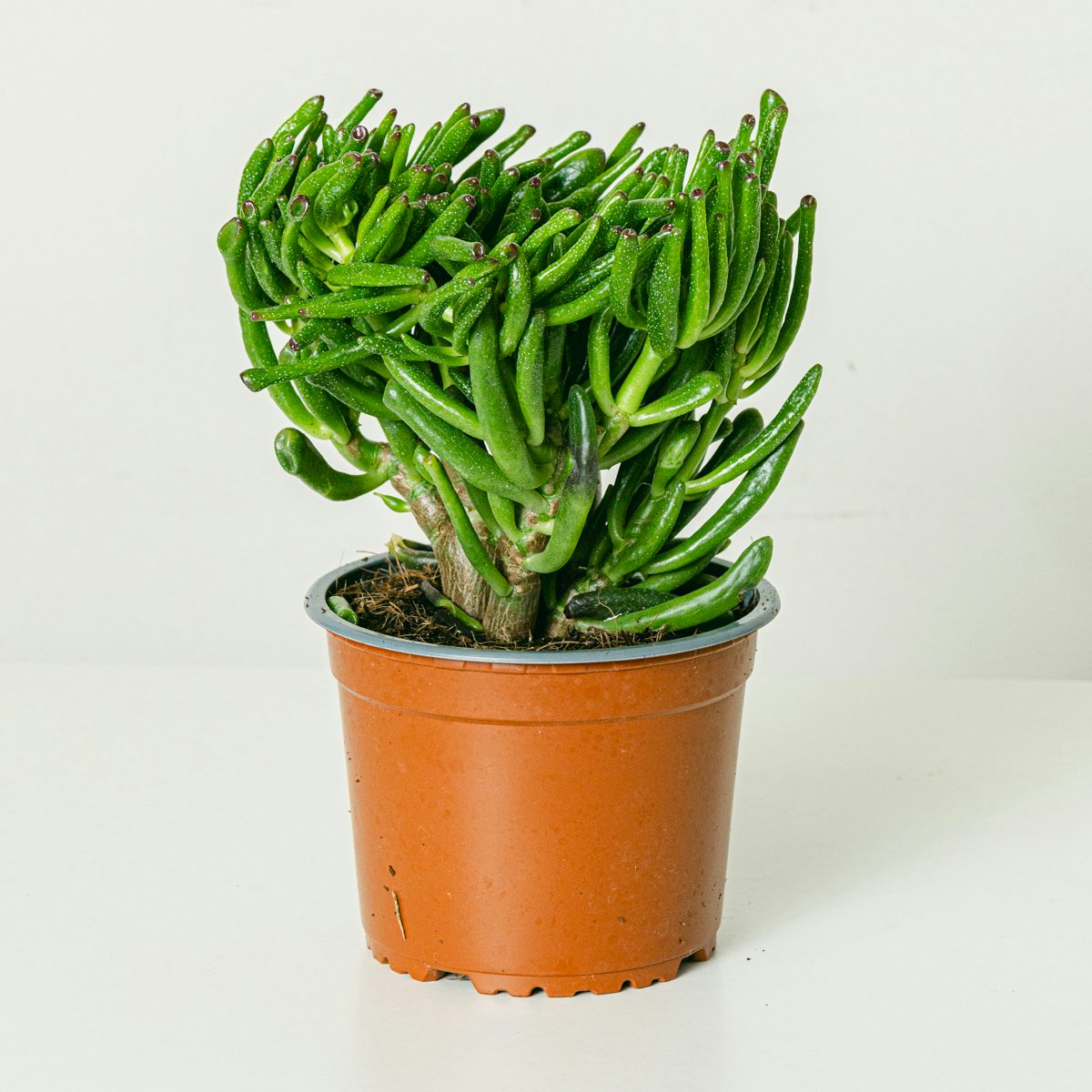 Conjunto de Hobbit Crassula