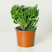 Crassula Hobbit Set