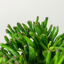 Zestaw hobbitów Crassula