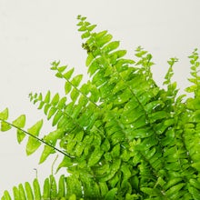 Blue Bell Fern